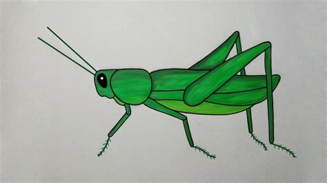 How To Draw A Grasshopper How To Draw A Grasshopper Easy