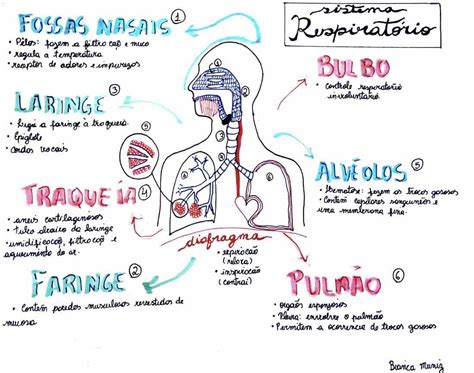 Sistema Respirat Rio Mapa Mental Anatomia Humana I