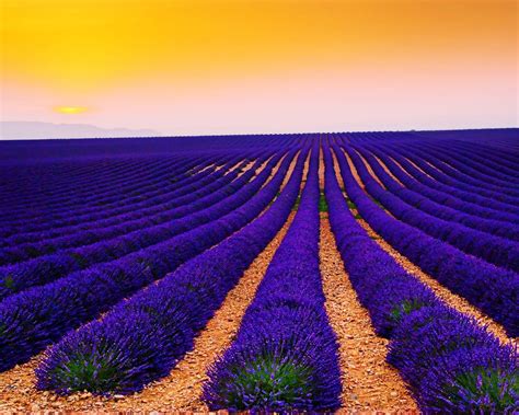 Wallpaper Lavender Fields Sunset Landscape Valensole