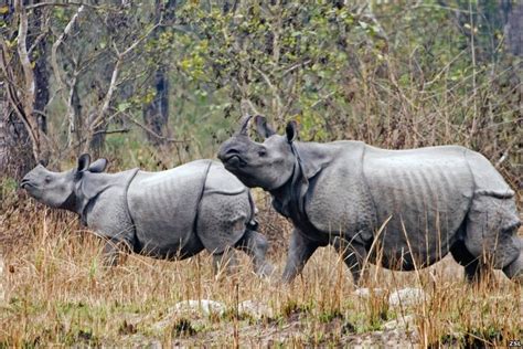 Bbc Earth News In Pictures Rhino Comeback
