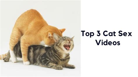 Top 3 Cat Mating Videos Cat Sex Youtube