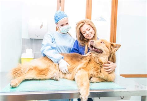 Desexing Burpengary Veterinary Hospital