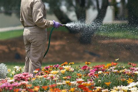 Gardener Watering Flowers In A Park By Stocksy Contributor Per