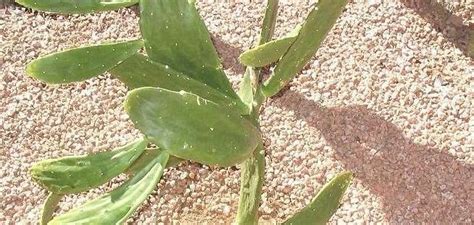 An interesting bit of bunny ears cactus information is that it does not develop spines. Prickly Pear, Cochineal Nopal Cactus Nopalea cochenillifera