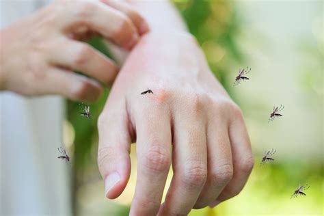 Kenapa Ada Orang Yang Lebih Sering Digigit Nyamuk