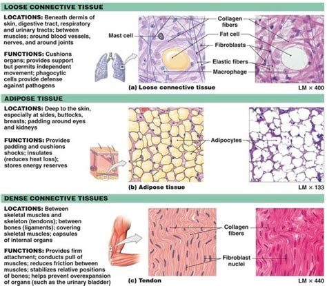 Connective Tissues Loose Connective Tissue Tissue Biology Tissue Types