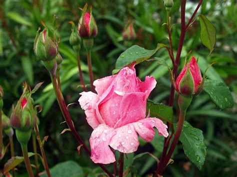 Capullos Rosa Flor Rosas Foto Gratis En Pixabay Pixabay