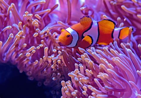 Most Beautiful Reef Safe Fish And Invertebrates Aquaticstories