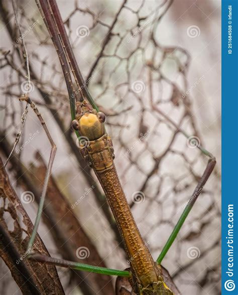Phasmids Insects On The Block Stick Insects Royalty Free Stock