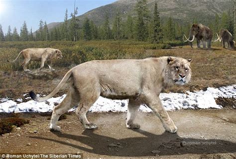 Russian Cave Where Giant Lions Were Sacrificed Discovered Daily Mail