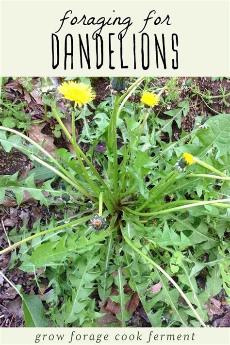 Dandelion Foraging Identification Look Alikes And Uses Edible Wild