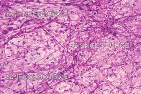 Areolar Connective Tissue Stock Image Science Source Images