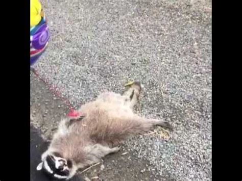 We did not find results for: DEAD RACCOON HAS GET WELL BALLOON TIED TO WRIST ...