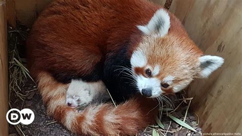 Rare Red Panda Cub Born In Eastern German Zoo Dw 06302019