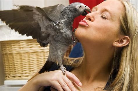 Do Birds Bond With Humans Cuteness