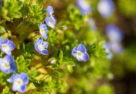 Little Blue Flowers On The Grass In Nature Stock Image Image Of
