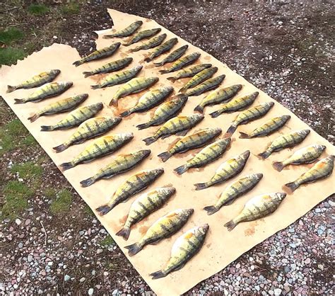 Flathead Lake Fishing Report From The Macman Montana Living