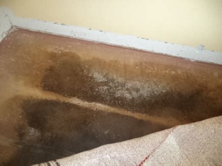 Before getting to the actual mold, remove all the moisture that's in your carpet. Performing a Black Mold Inspection of Your Home
