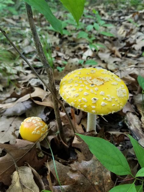 Yellow Amanita Muscaria That Occurs In Michigan Se Michigan Rmycology