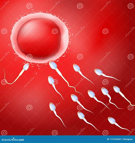 Fertilization Sperm And Egg Cell Royalty Free Stock Photo
