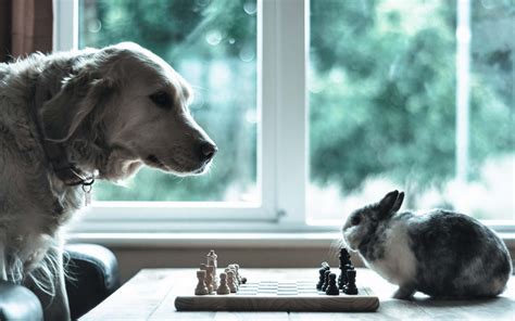 dog, Rabbit, Chess, Situation, Animal, Humor, Funny Wallpapers HD 