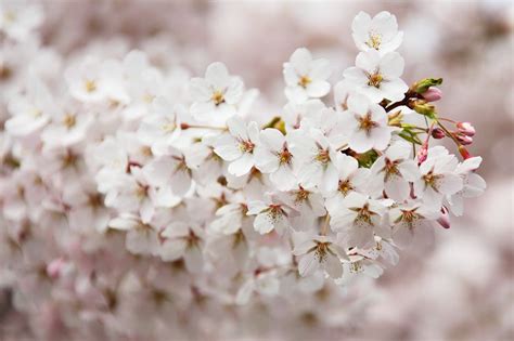 Mt Fuji Flowering Cherry Tree Large And Graceful Pure White Cherry