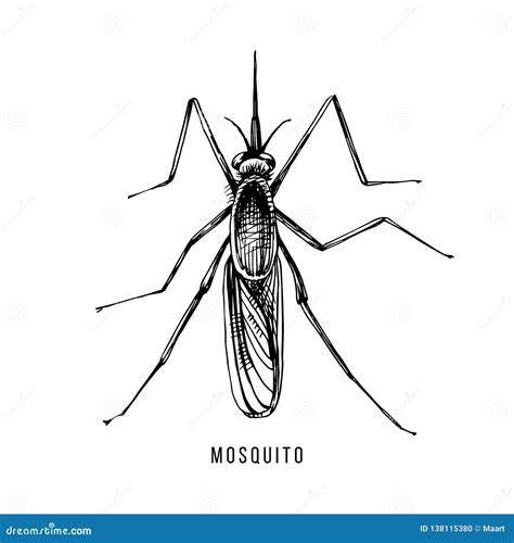 Hand Drawn Mosquito Stock Vector Illustration Of Mosquito 138115380