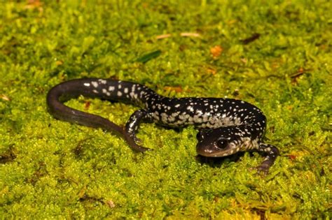 Do Salamanders Newts Make Good Pets Vet Approved Facts Info Pet Keen