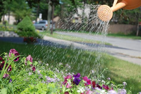 Watering Flower In The Garden Free Photo Download Freeimages