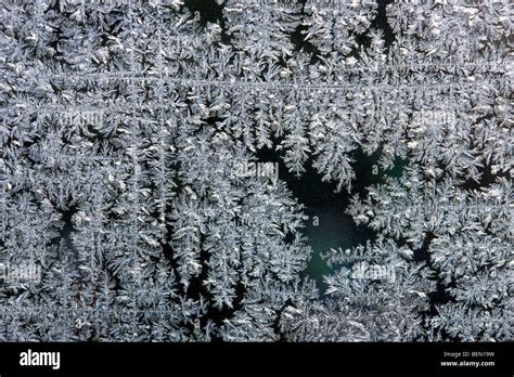 Ice Crystals Frost Flowers Forming On Frozen Window Pane During