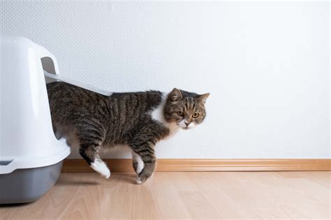 10 Best Litter Boxes For High Spraying Cats Pet Lovers
