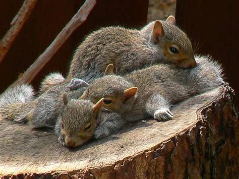 Baby Squirrels Sleeping Animals Beautiful Animals Animals Wild