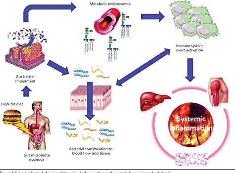 Figure 5 From The Role Of The Gut Microbiome In The Pathogenesis And
