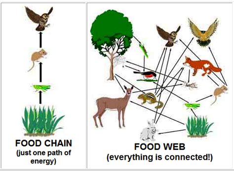 25 Inspirational Food Chain Or Food Web