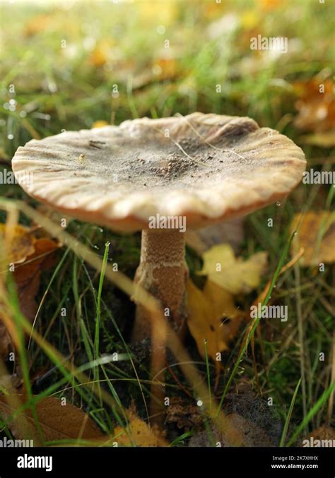 Mushroom Called Amanita Porphyria Grey Veiled Amanita Or The Porphyry
