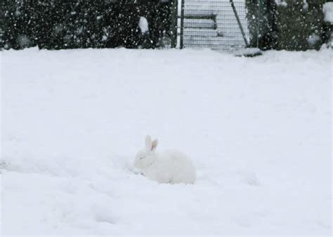 White Rabbit White Snow