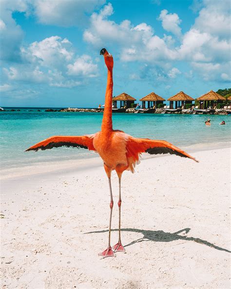 Visiting Flamingo Beach A Magical Aruba Moment
