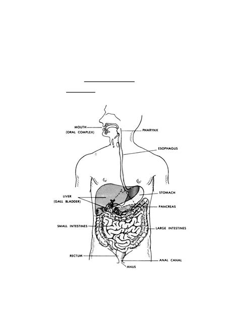 Lesson 6 The Human Digestive System Basic Human Anatomy