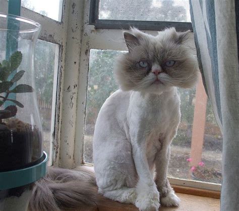 You can only give cats these haircuts when sedated. E.T. | Funny cat photos, Cute animals, Shaved animals