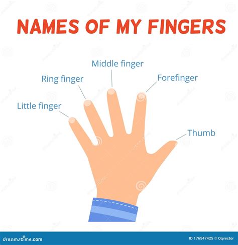 The Names Of The Fingers On The Hand The Study Of Body Parts For