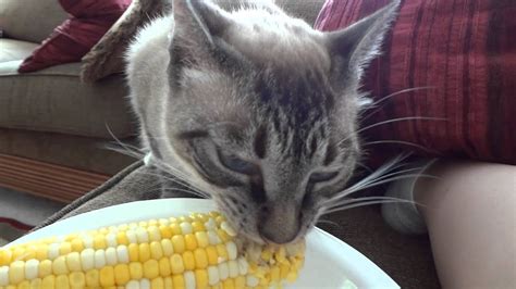 While corn is often used as a filler ingredient in commercially available cat foods, should you consider what kind of corn snacks are best for cats? Cat eats corn on the cob - YouTube