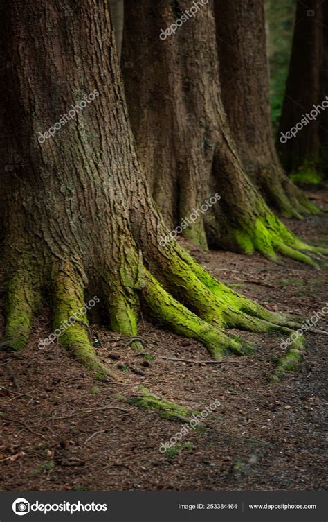 Mystical Woods Natural Green Moss On The Old Oak Tree Roots — Stock