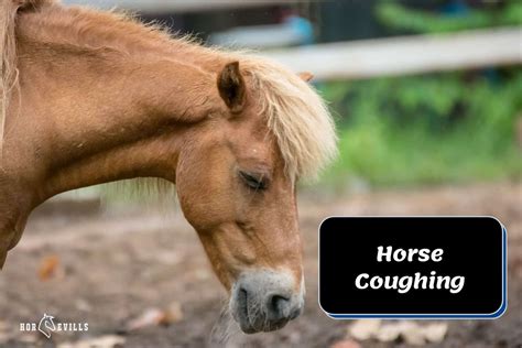 Horse Coughing What Does It Mean And When To Worry Remedies
