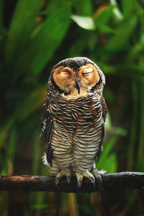 Enjoy The Silence Owl Photography Wildlife Photography Owl Wisdom