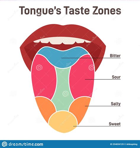 Human Tongue Muscular Organ With Papillae Taste Receptors Zones Stock Vector Illustration Of