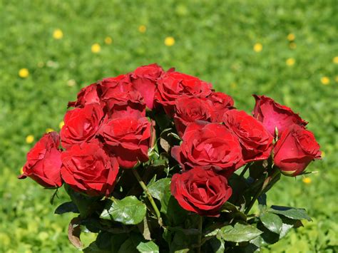 Best Red Roses Wallpapers Rose Wallpapers