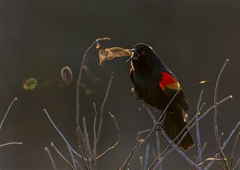 Audubon announces 2019 photo contest winners - BirdWatching