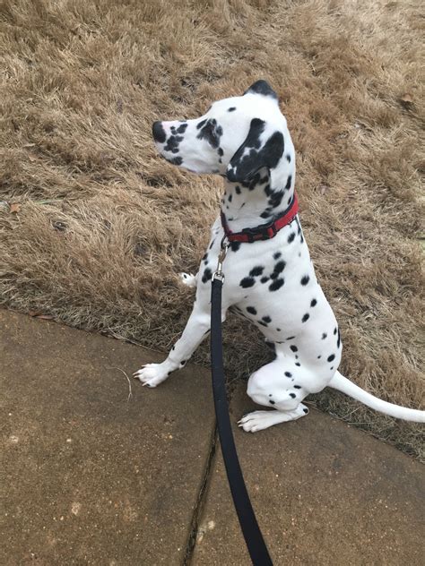 We provide the very best akc purebred dalmatians for sale and offer many additional options. Dalmatian Puppies For Sale | Cordova, TN #203711 | Petzlover