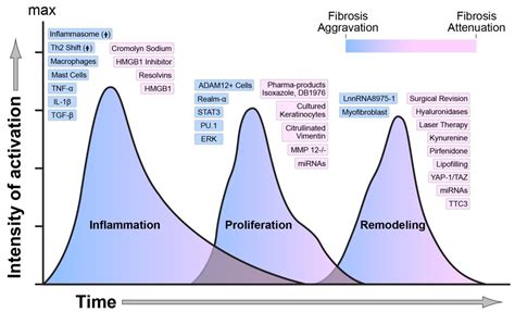 Phases Of Wound Healing