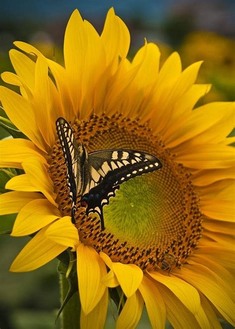 Sunflower And Butterfly My Love Of Sunflowers Pinterest